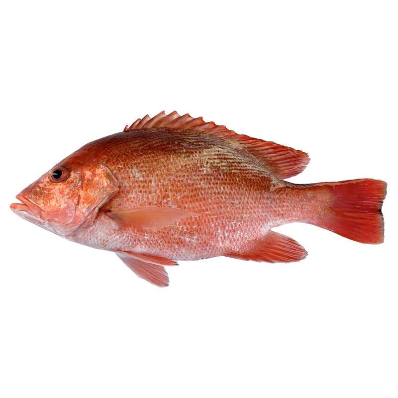 Crimson Seabream