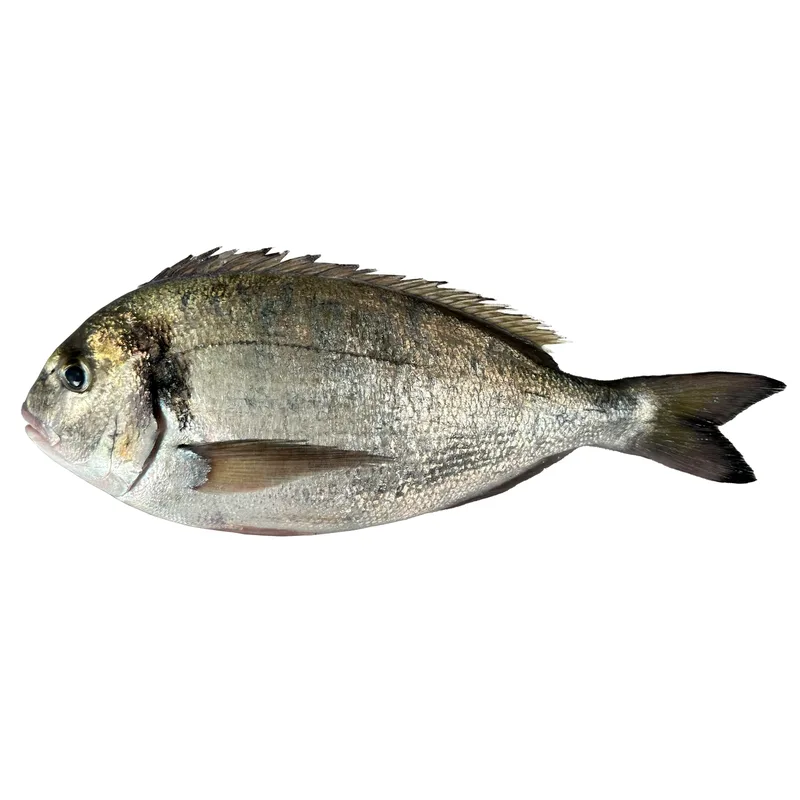 Gilthead Seabream