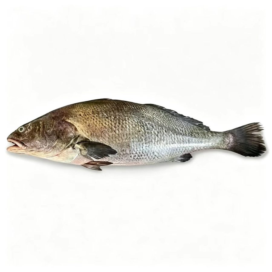 Miichthys Miiuy