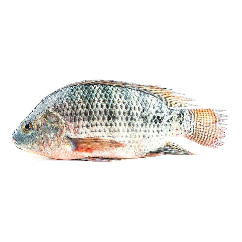 Tilapia