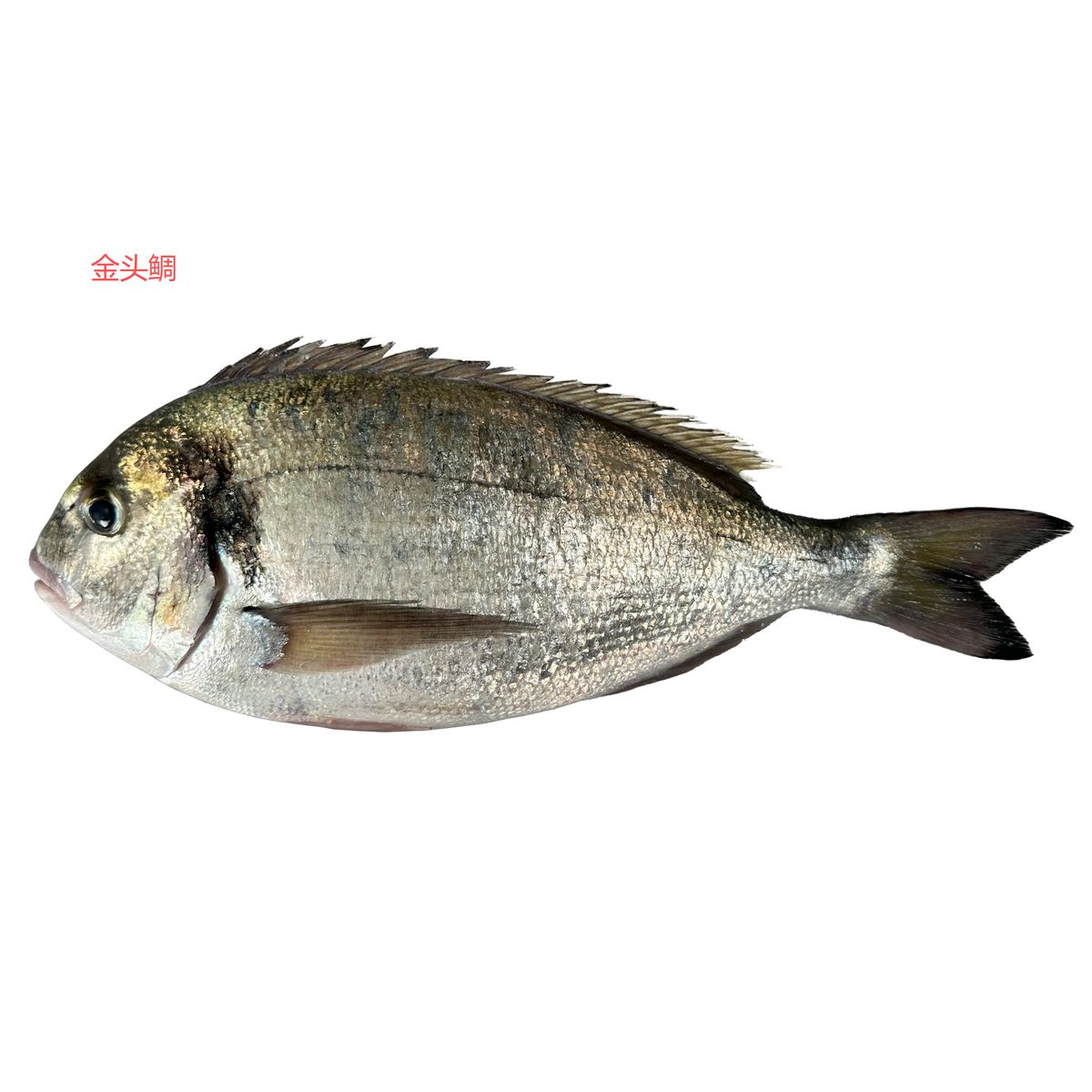 Gilthead Seabream — photo 1
