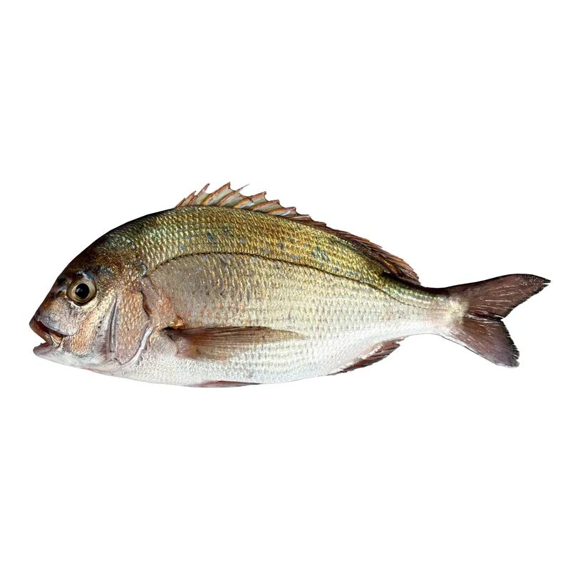 Red Seabream — photo 1