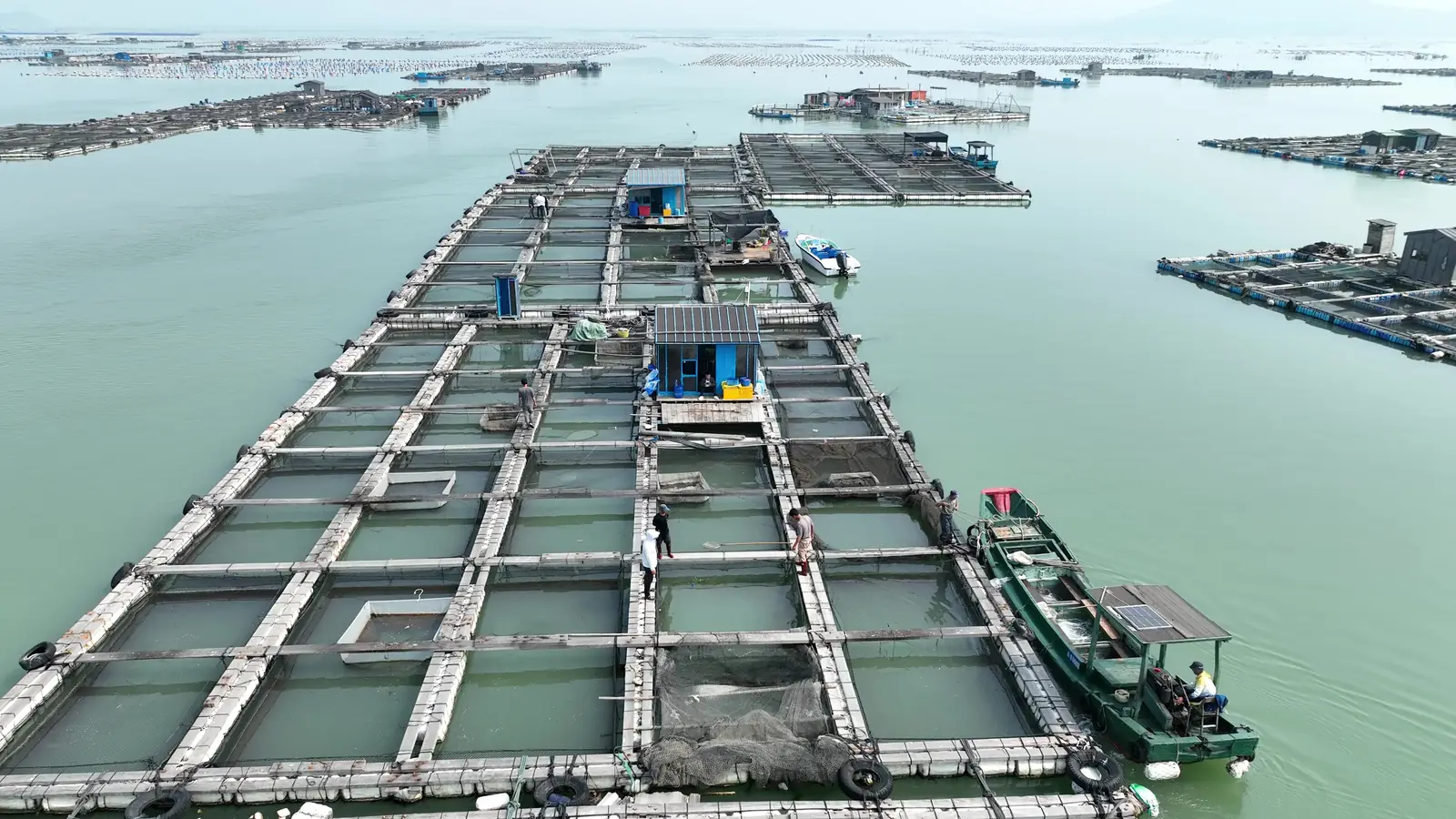 The fishing ban ended on 16 August. Our cages never stopped.
